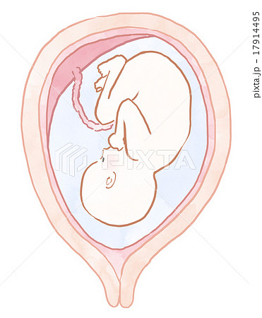 胎児のイラスト素材