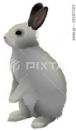 うさぎ かわいい 横顔 ウサギのイラスト素材 Pixta