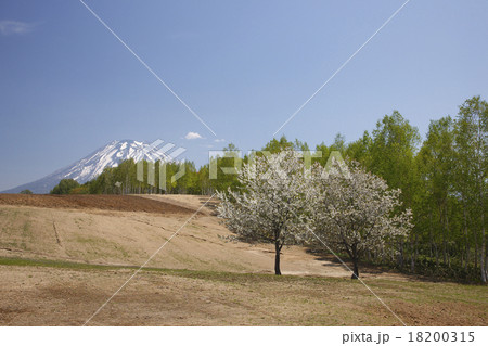 羊蹄山 北海道 大木 大地の写真素材