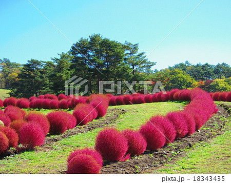 コキアパークの写真素材