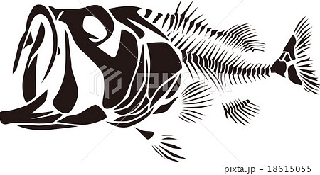 骨 スカル 魚類 魚のイラスト素材