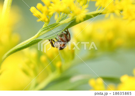 座敷鷹の写真素材