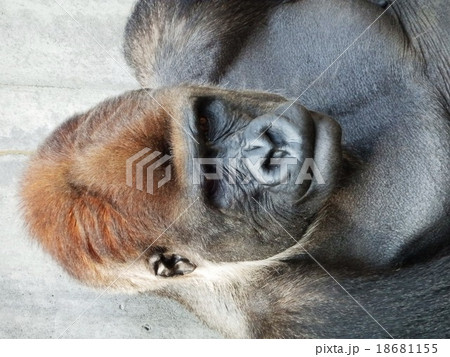 動物 ゴリラ 顔 正面の写真素材