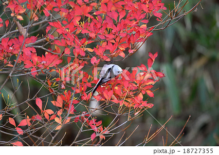 シマエナガ 北海道 野鳥 秋の写真素材