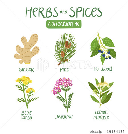 レモンマートル 花のイラスト素材