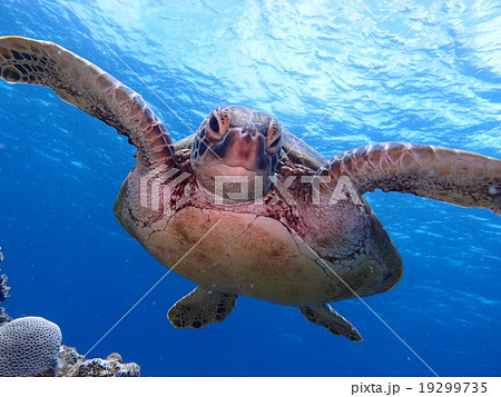 海亀正面の写真素材