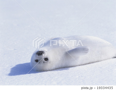 アザラシ タテゴトアザラシ かわいい 赤ちゃんの写真素材