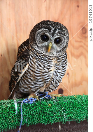 ミミズク 子供 顔 鳥の写真素材