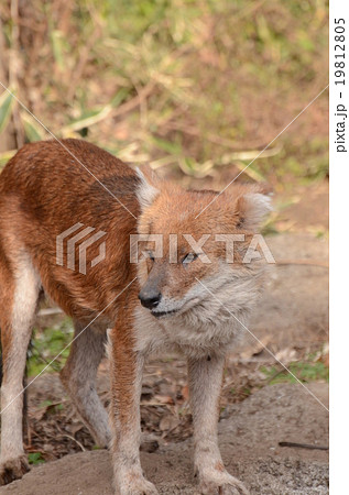 ドール レジャー施設 イヌ科 陸上動物の写真素材