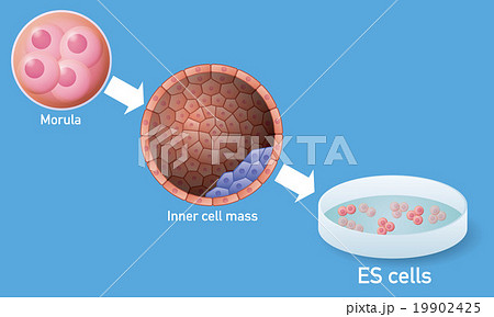 Es細胞と再生医療 イメージイラストのイラスト素材