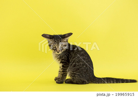 横向き 猫 色バック 子猫の写真素材