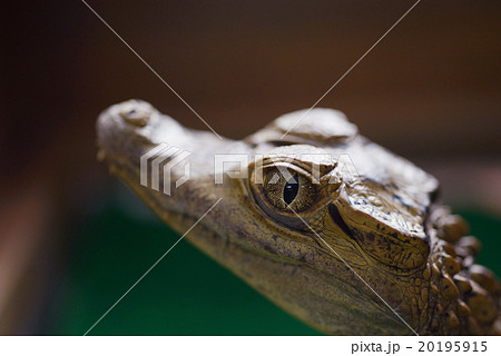 ワニ 顔 アップ クローズアップの写真素材