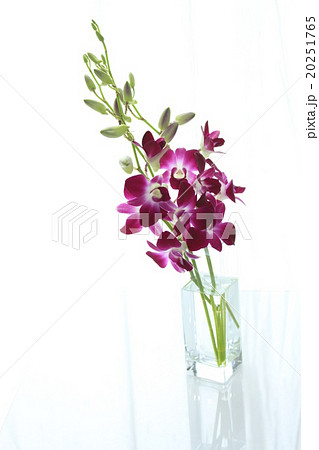 デンファレ 花 花瓶の写真素材