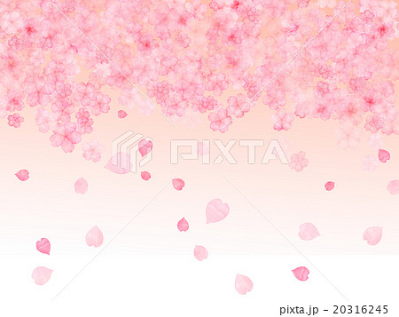 桜 桜吹雪 花吹雪 舞い散るのイラスト素材