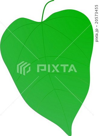 植物 葉 葉脈 朝顔の葉のイラスト素材 Pixta