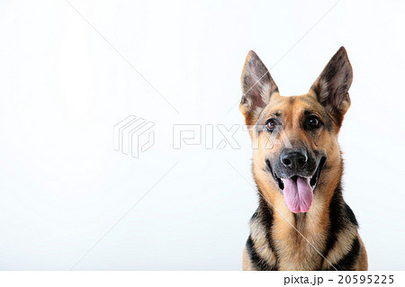 犬 大型犬 ブラックタン シェパードの写真素材