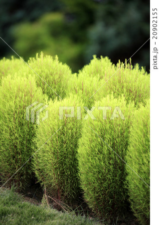 コキア ホウキギ属 ほうき草 ニワグサの写真素材