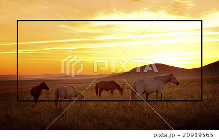 馬のいる景色の写真素材 - PIXTA