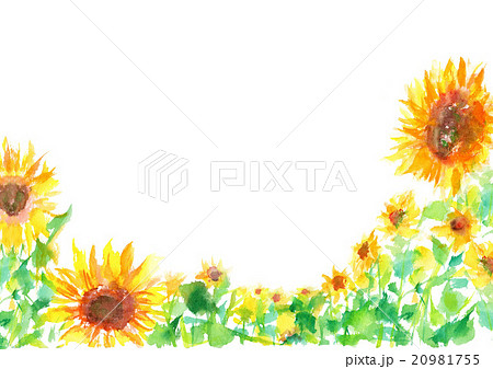ひまわり 夏 背景 向日葵のイラスト素材