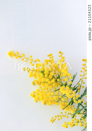 オーストラリア国花の写真素材