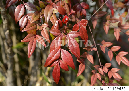 鬼門に植えるの写真素材