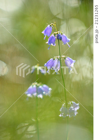 ツリガネソウ 紫色の写真素材 - PIXTA