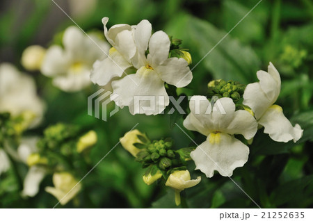 ネメシアの写真素材