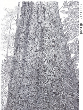 幹 樹木 ボールペン画 植物のイラスト素材