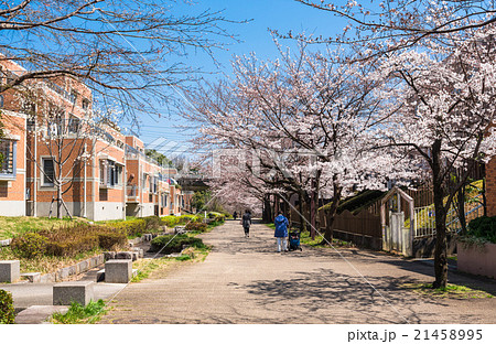 桜 南大沢 住宅街 春の写真素材