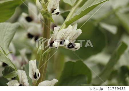 そら豆 ソラマメ そら豆の花 白い花の写真素材