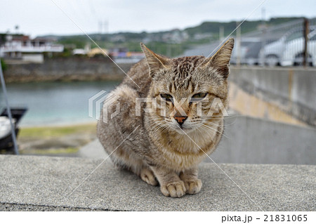 猫 野良猫 奥武島 ねこの写真素材 - PIXTA