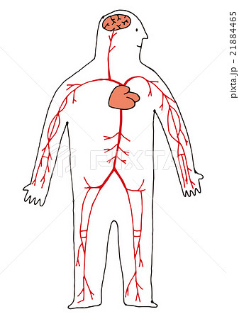 人体 全身 心臓 血管のイラスト素材