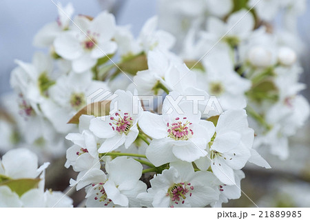 梨の花の写真素材