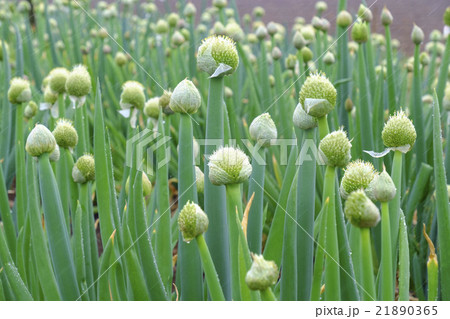 ネギ坊主 野菜の花 咲く ネギの写真素材