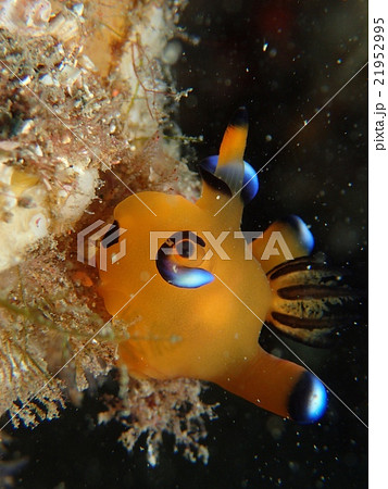 ウデフリツノザヤウミウシ ピカチュウウミウシ ウミウシ 海の写真素材