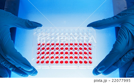 満足 プレート 細胞 ラボの写真素材