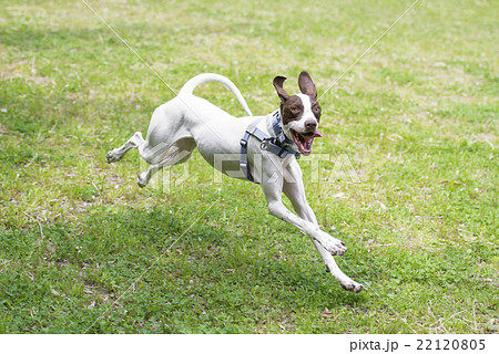 イングリッシュポインター 犬 中型犬 走るの写真素材