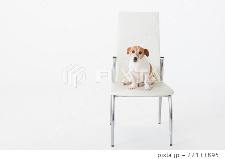 犬 ジャックラッセルテリア 座る お座りの写真素材