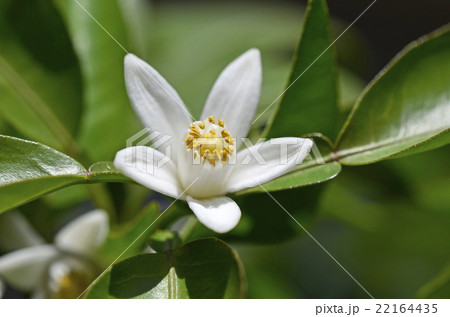 すだちの花 フルーツの写真素材