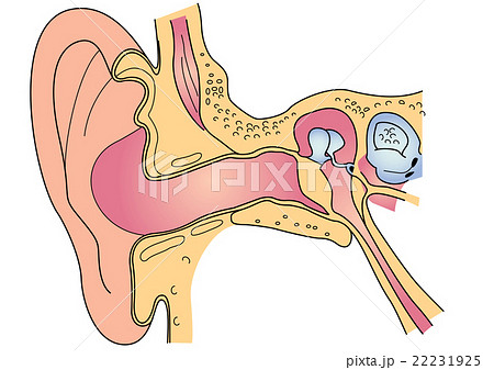 外耳道のイラスト素材