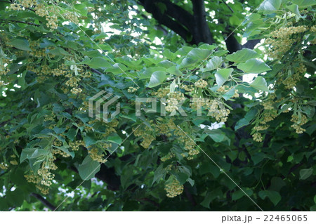 菩提種 ボダイジュ 夏菩提樹 ナツボダイジュの写真素材