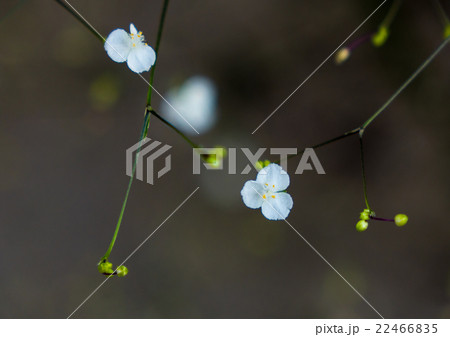 植物 多年草 白い花 ブライダルベールの写真素材