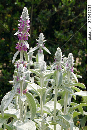 初夏のラムズイヤー 和名 ワタチョロギ の写真素材