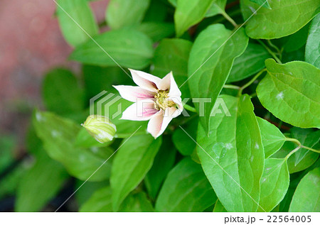 アンドロメダの花の写真素材