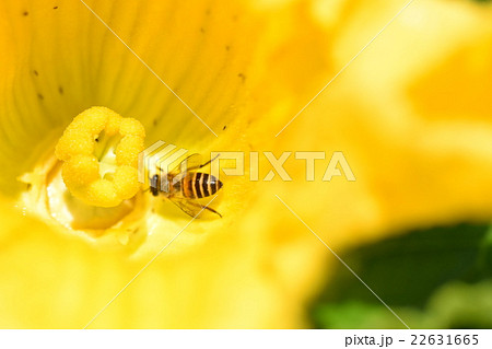 カボチャの花粉の写真素材