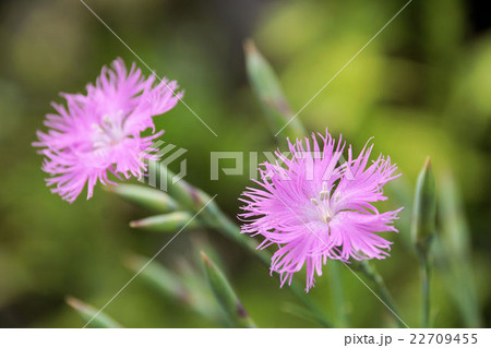 撫子 花 雄しべ 大和撫子の写真素材