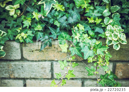 花壇 植物 ヘデラ アイビーの写真素材