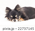 伏せるチワワの写真素材 [22737146] - PIXTA