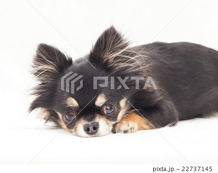チワワ 犬 伏せ 伏せるの写真素材 - PIXTA