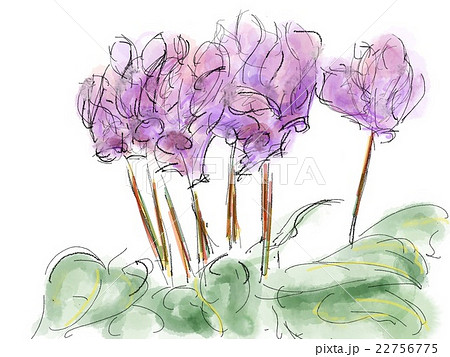 シクラメン イラスト 水彩 ペン画のイラスト素材